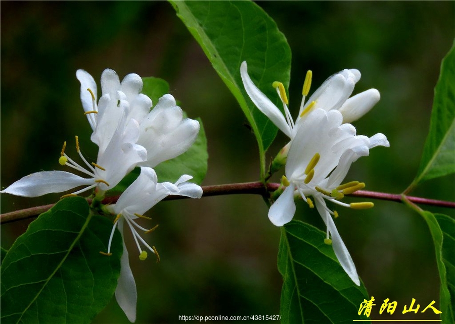 家乡拍摄花卉【金银忍冬花】查看大图曝光:easy shooting光圈:f5.