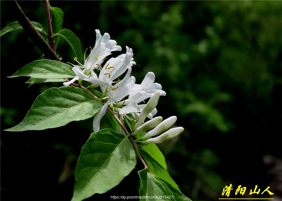 【宝清县花卉【金银忍冬】清阳山人】 第 19 幅查看大图曝光:easy