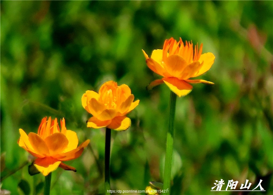 宝清县花卉金莲花清阳山人