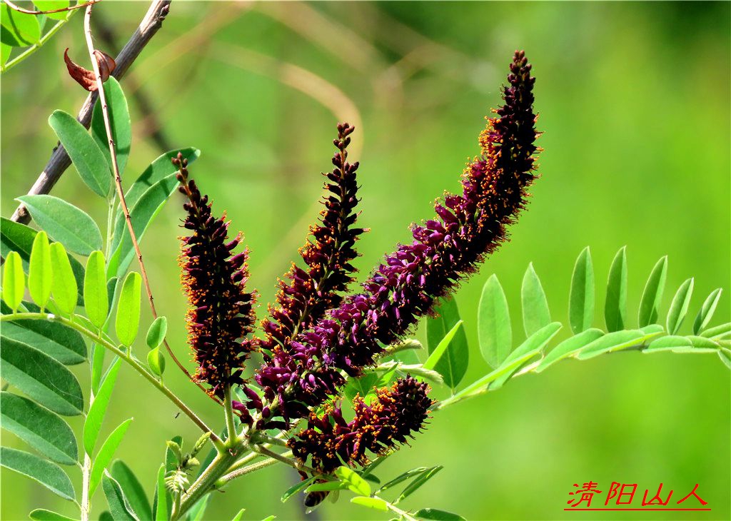 宝清县花卉【紫穗槐】清阳山人