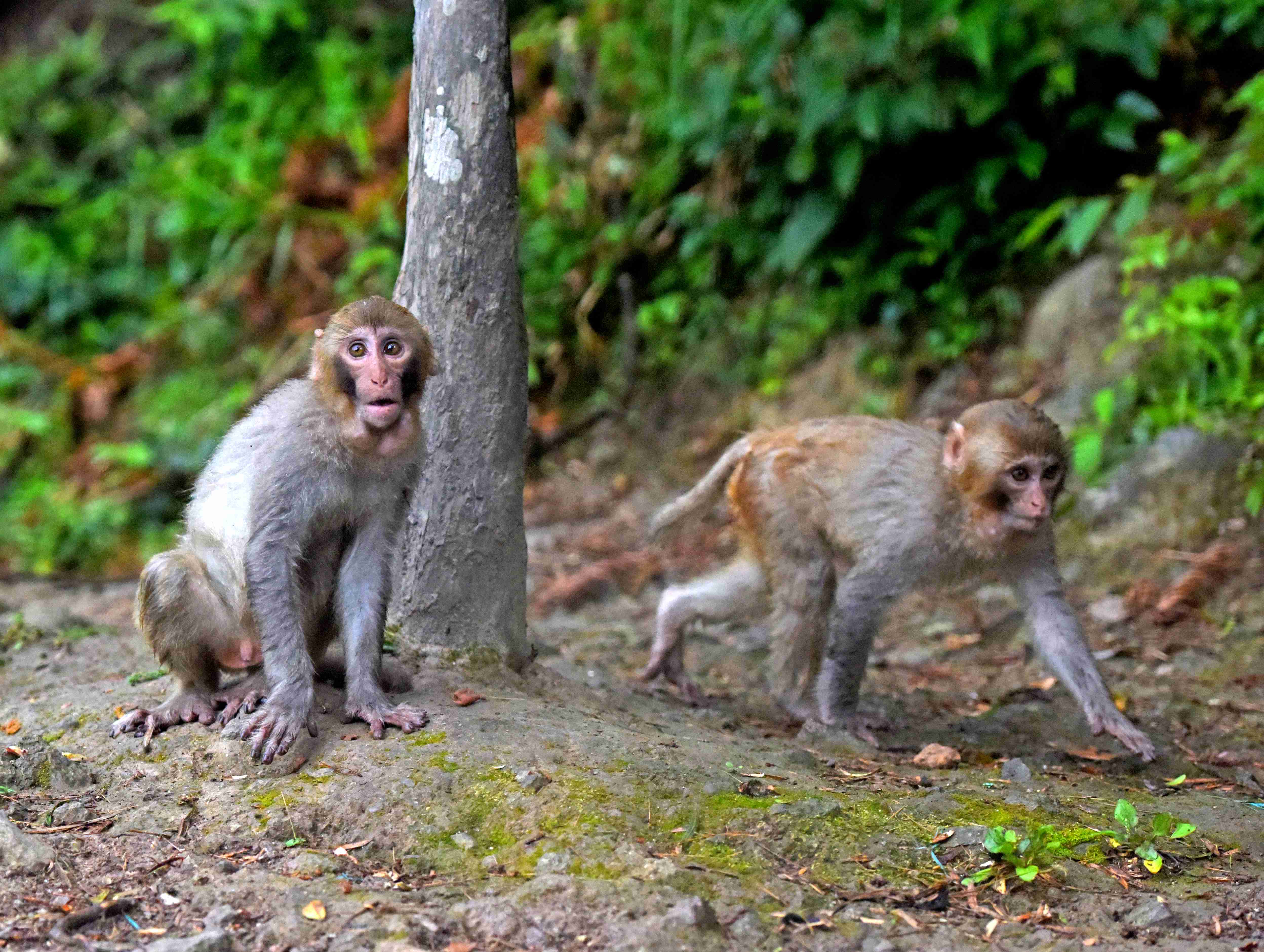 快乐的----猕猴》摄影图片】武汉森林公园生态摄影_祥子的图片视窗_太平洋电脑网摄影部落