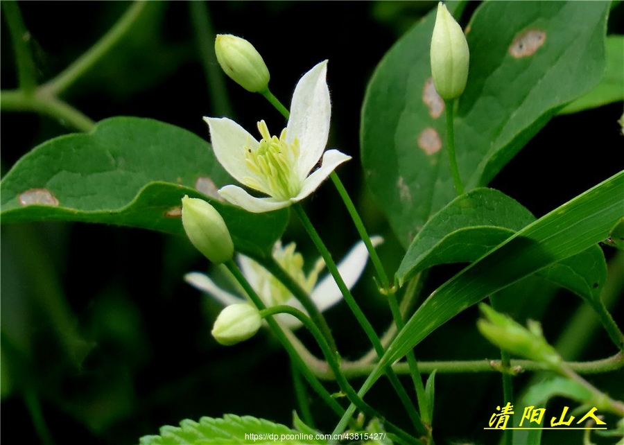 宝清县风景【棉团铁线莲】清阳山人