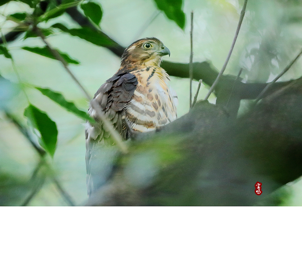 Alder's Bird-watching Notes: 松雀鷹（樹上版）．Besra@Tree．2014/04/10