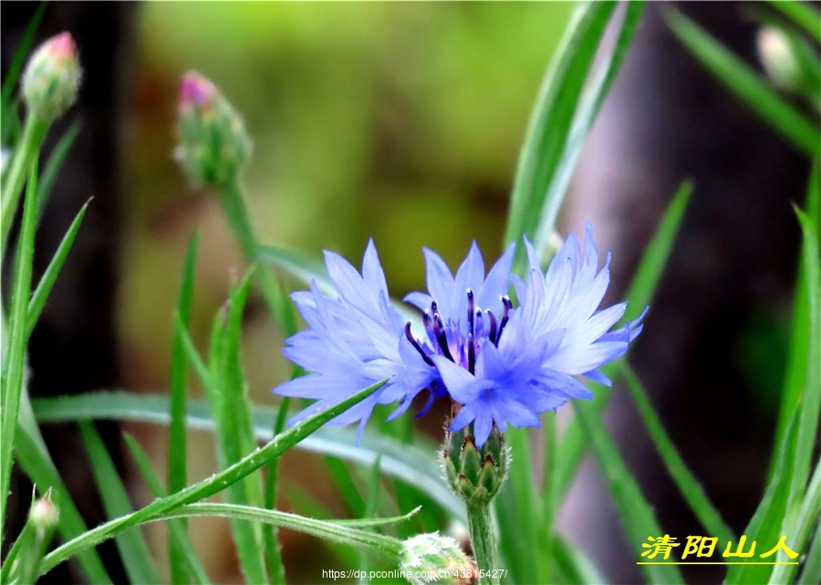 宝清县风景【蓝花矢车菊】清阳山. (共 23 p)