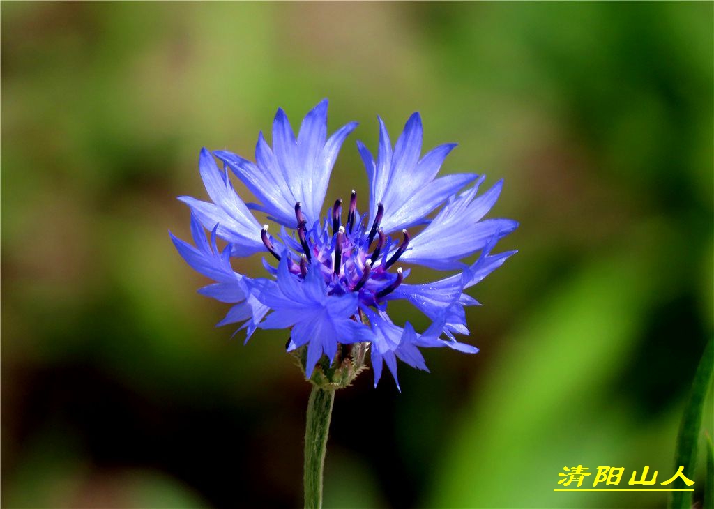 宝清县风景【蓝花矢车菊】清阳山人