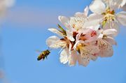 花开蜂采蜜