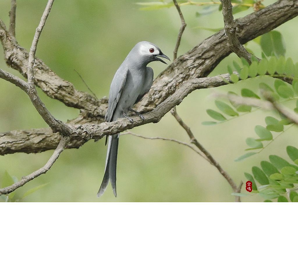 灰卷尾-黄河湿地鸟类-图片