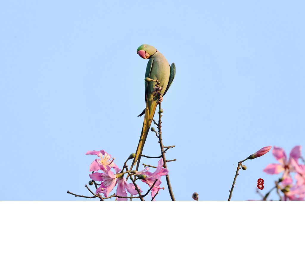 亚历山大鹦鹉摄影图高清摄影大图-千库网