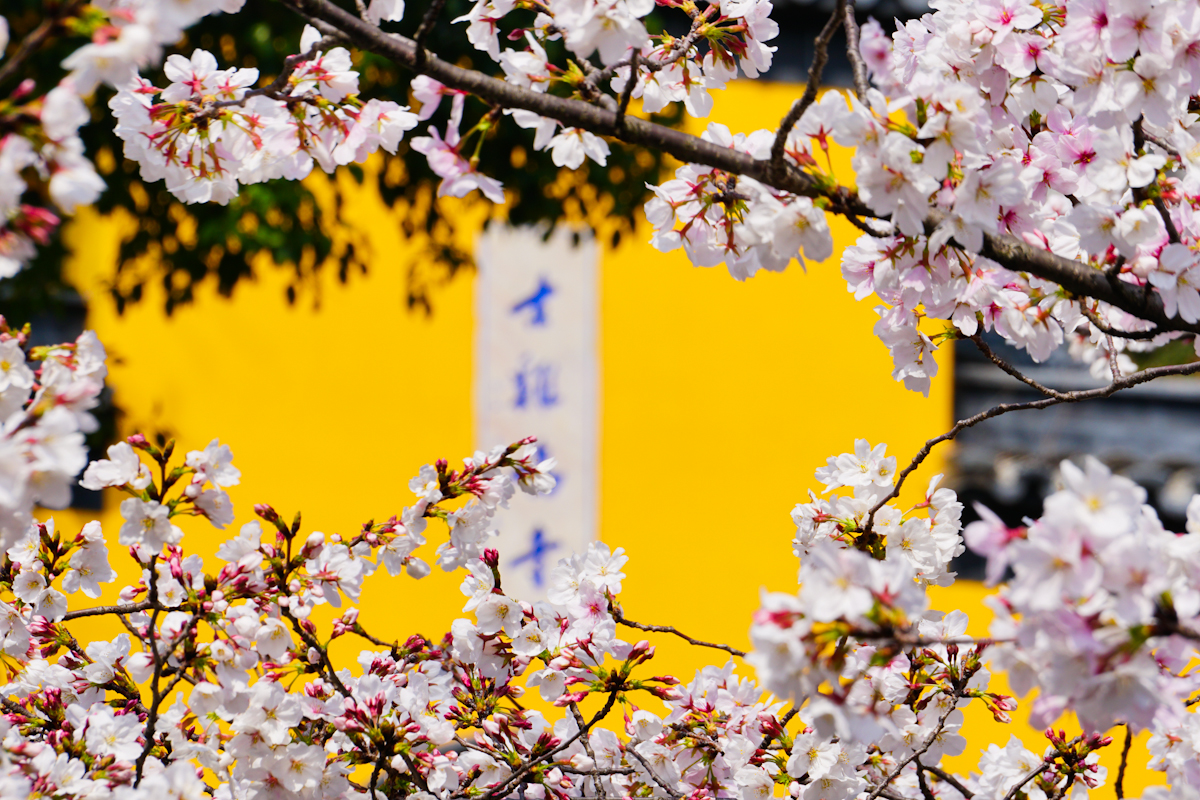 南京鸡鸣寺——樱花|摄影|风光摄影|ICELK - 原创作品 - 站酷 (ZCOOL)
