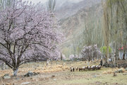 杏花树下牧羊群