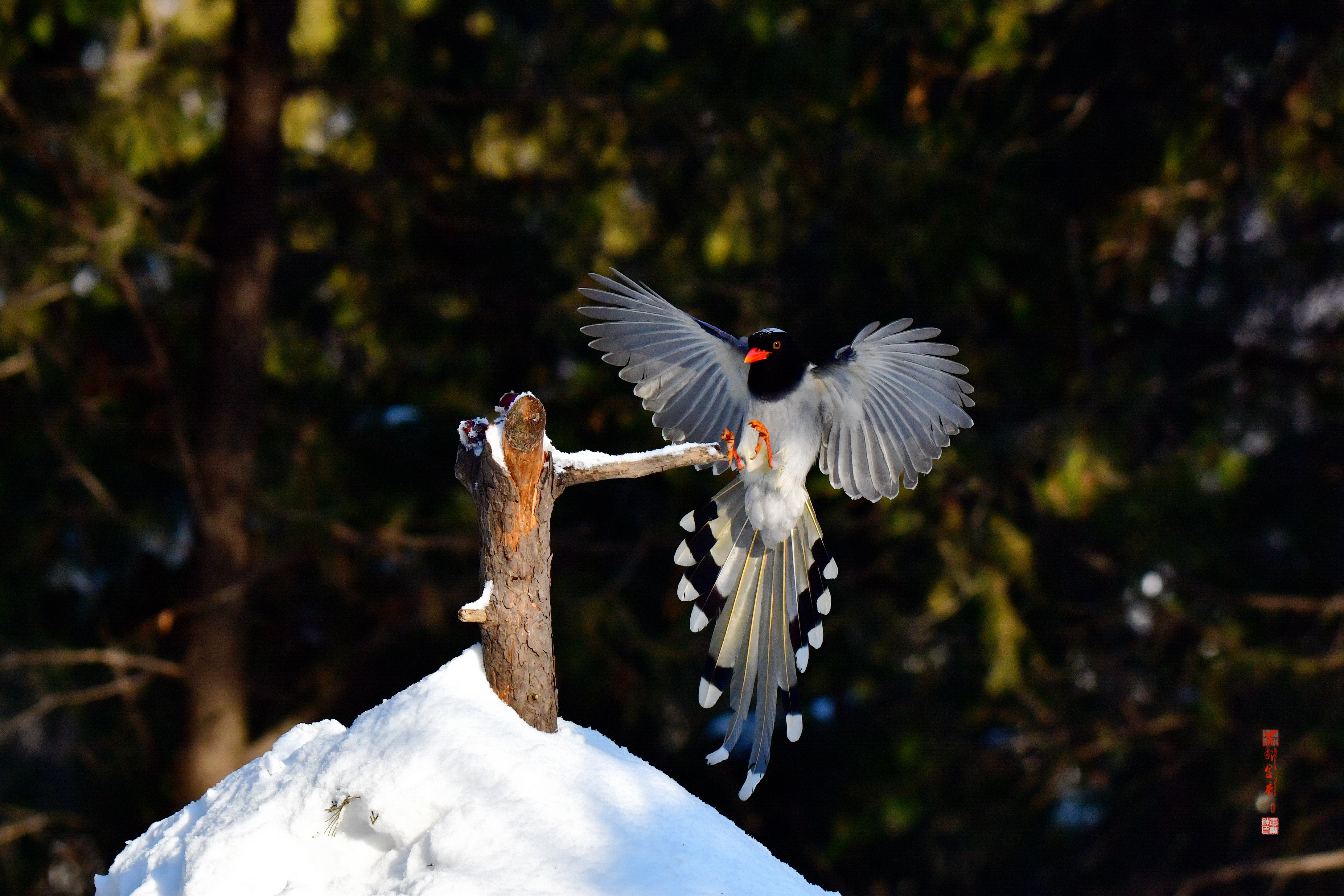 雪中觅食的红嘴蓝鹊
