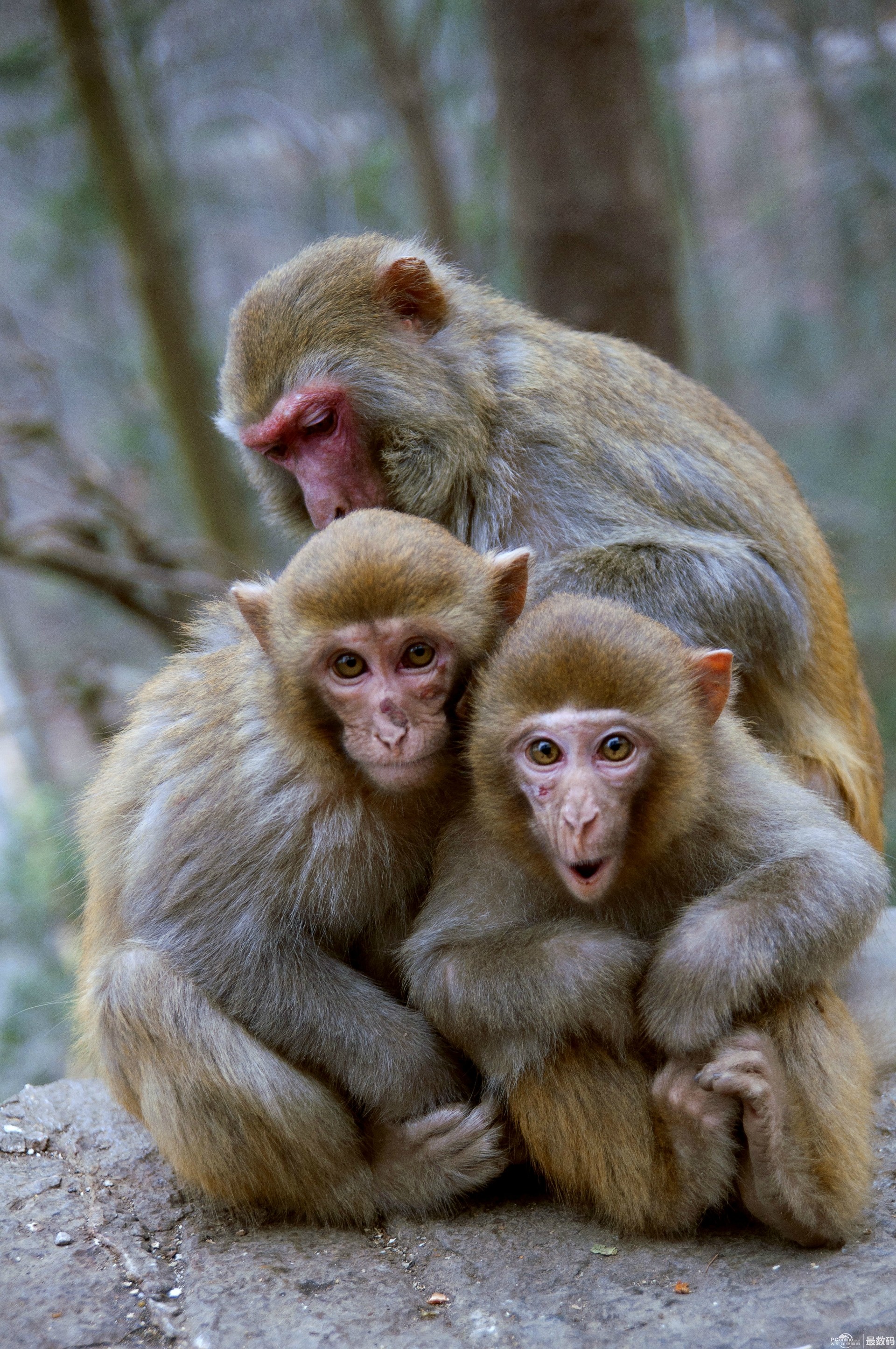 猕猴：阳城莽河猕猴国家级自然保护区 - 中国自然保护区生物标本资源共享平台