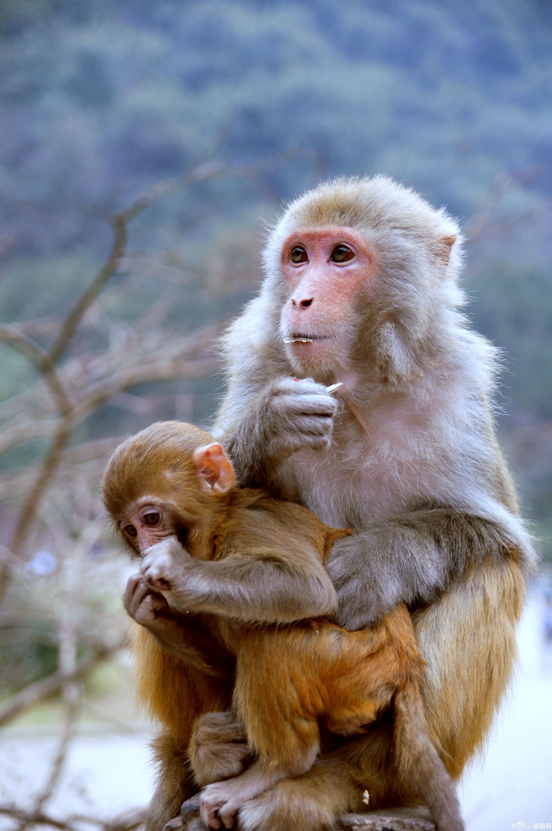 藏猕猴 - 摄影 梅州时空