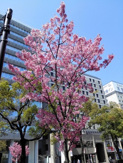 日剧控的三番目樱花季日本游从初开、满开到樱