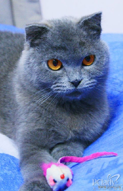 英国短毛蓝猫