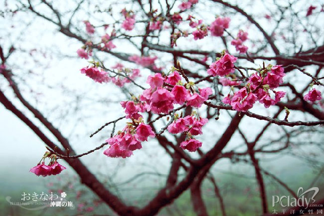 去看日本最早的樱花-美丽的冲绳之旅(二)