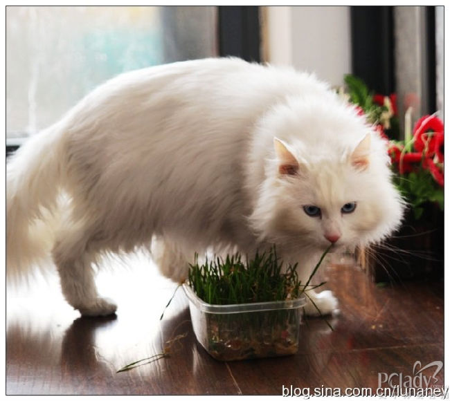 春节发送狗猫大片