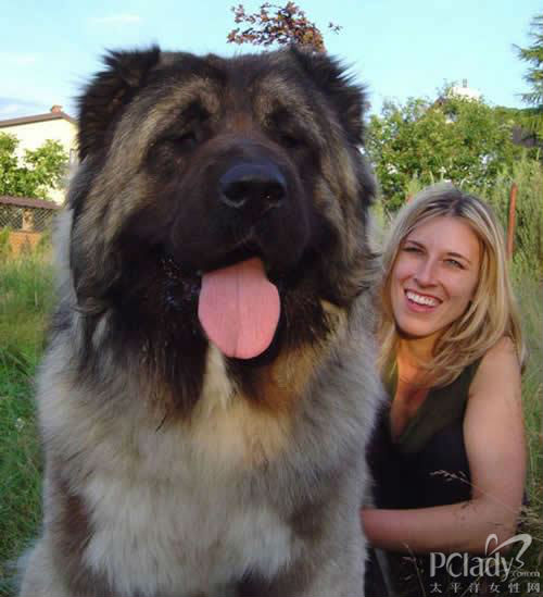 大块头!探秘世界上最大的狗