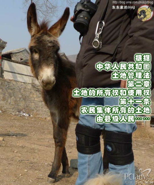 东大导古堡圈地狗脾气较劲小倔驴