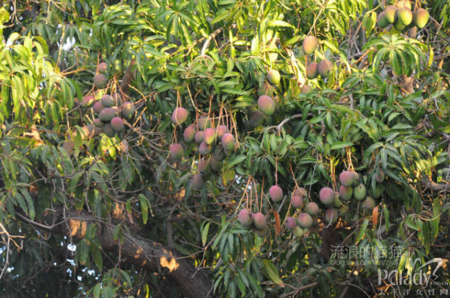 【步步惊心】--夏威夷:芒果会砸到脑袋的世外桃