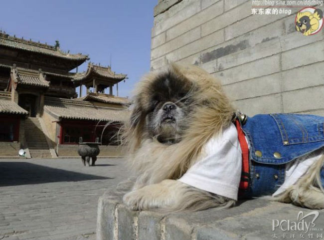 东大导喝西北风 京爷变土狗