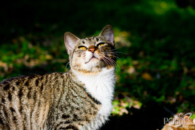 仰望天空的猫