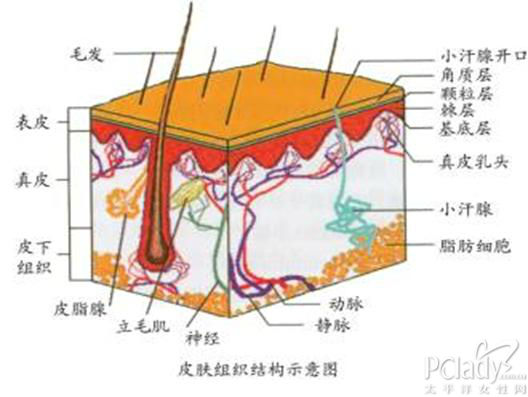 皮肤的油脂分泌大多源 于皮肤的附属器官——皮脂腺,了解皮脂腺