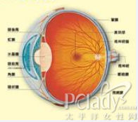 角膜塑形镜有危害吗-新视界眼科
