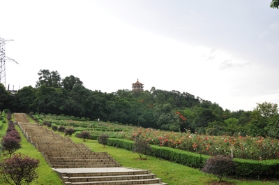 中山紫马岭公园,广东省内一日游好去处