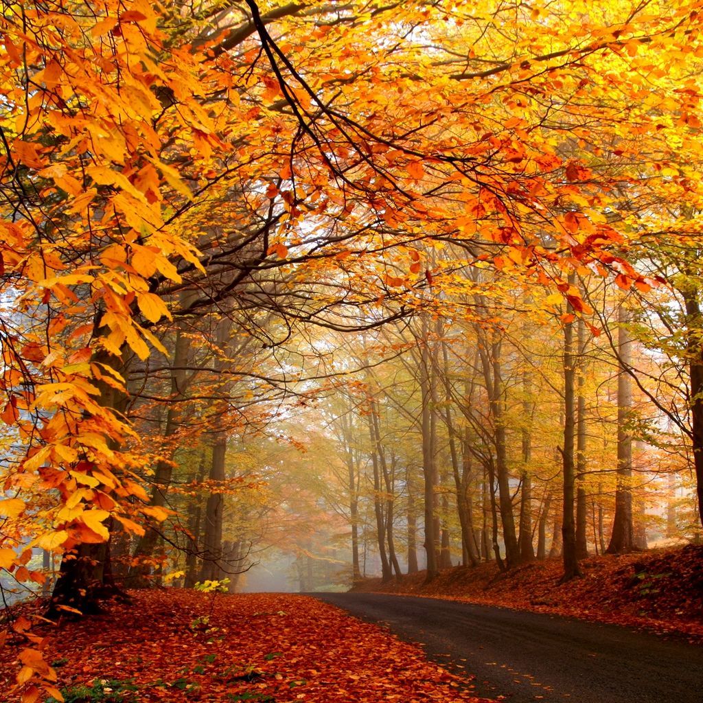 美国 Vermont【 带有遗憾的一集 】赏秋旅行分享V-LOG_哔哩哔哩_bilibili
