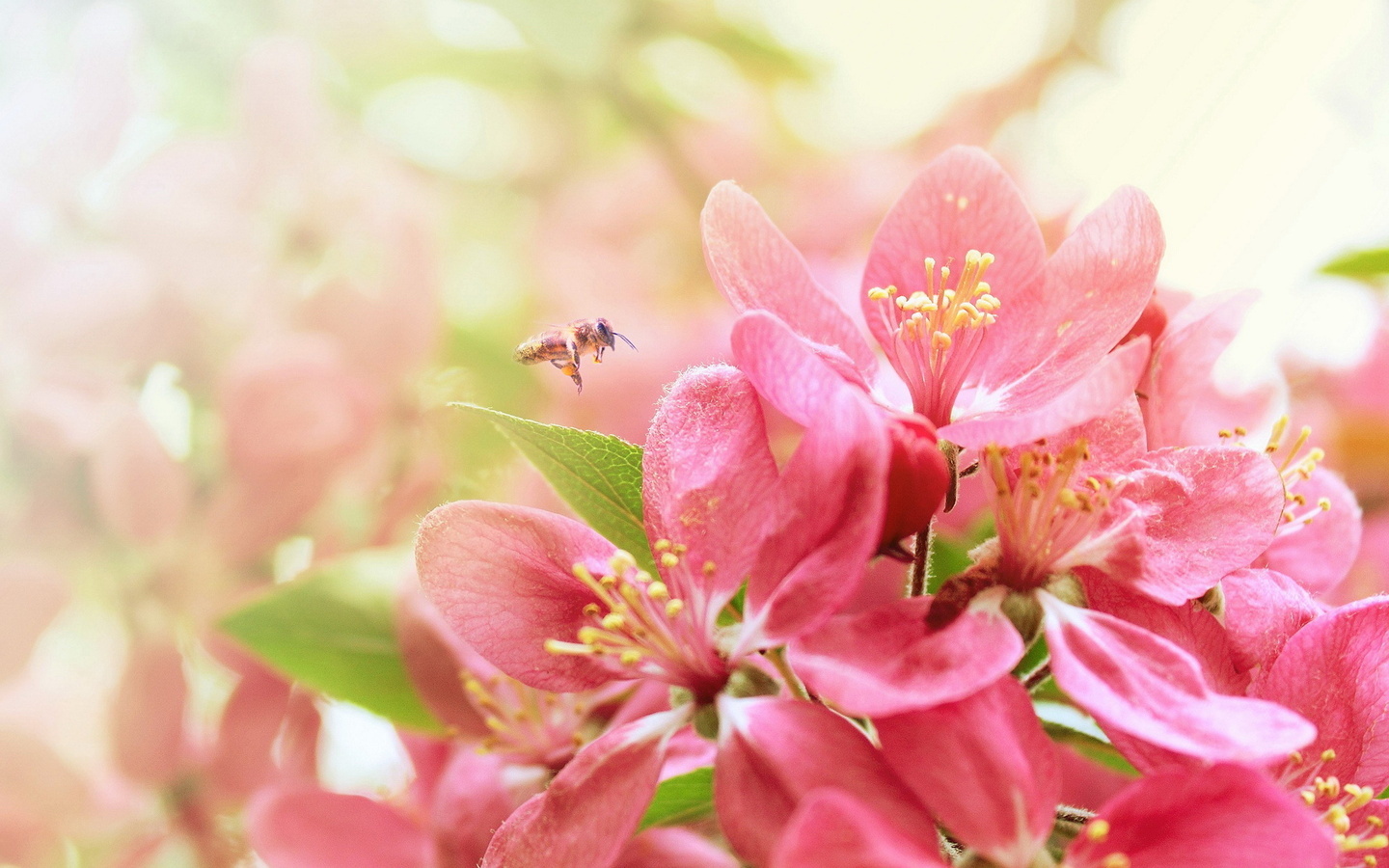 春天盛开桃花花枝自然风景摄影图高清摄影大图-千库网