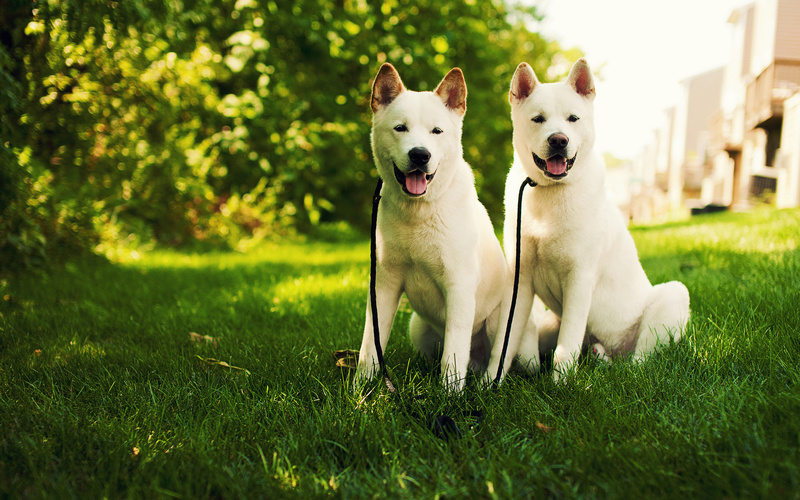 【可爱小狗秋田犬高清壁纸】高清桌面壁纸壁纸