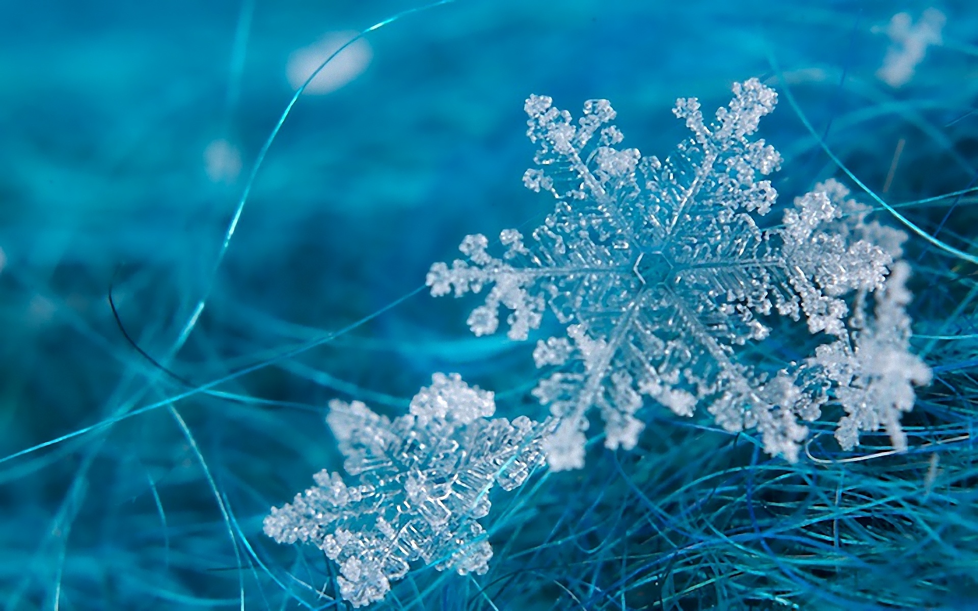 晶莹雪花高清桌面壁纸