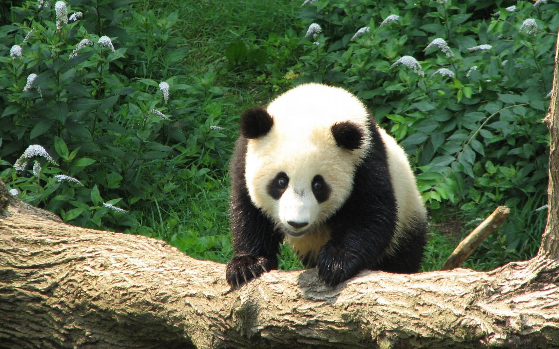 可爱熊猫高清壁纸