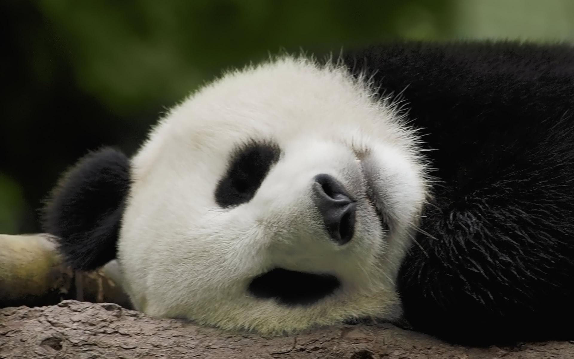 可爱熊猫高清壁纸