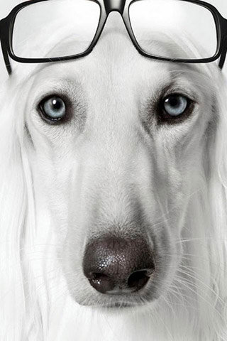 戴眼镜的萌狗图片壁纸