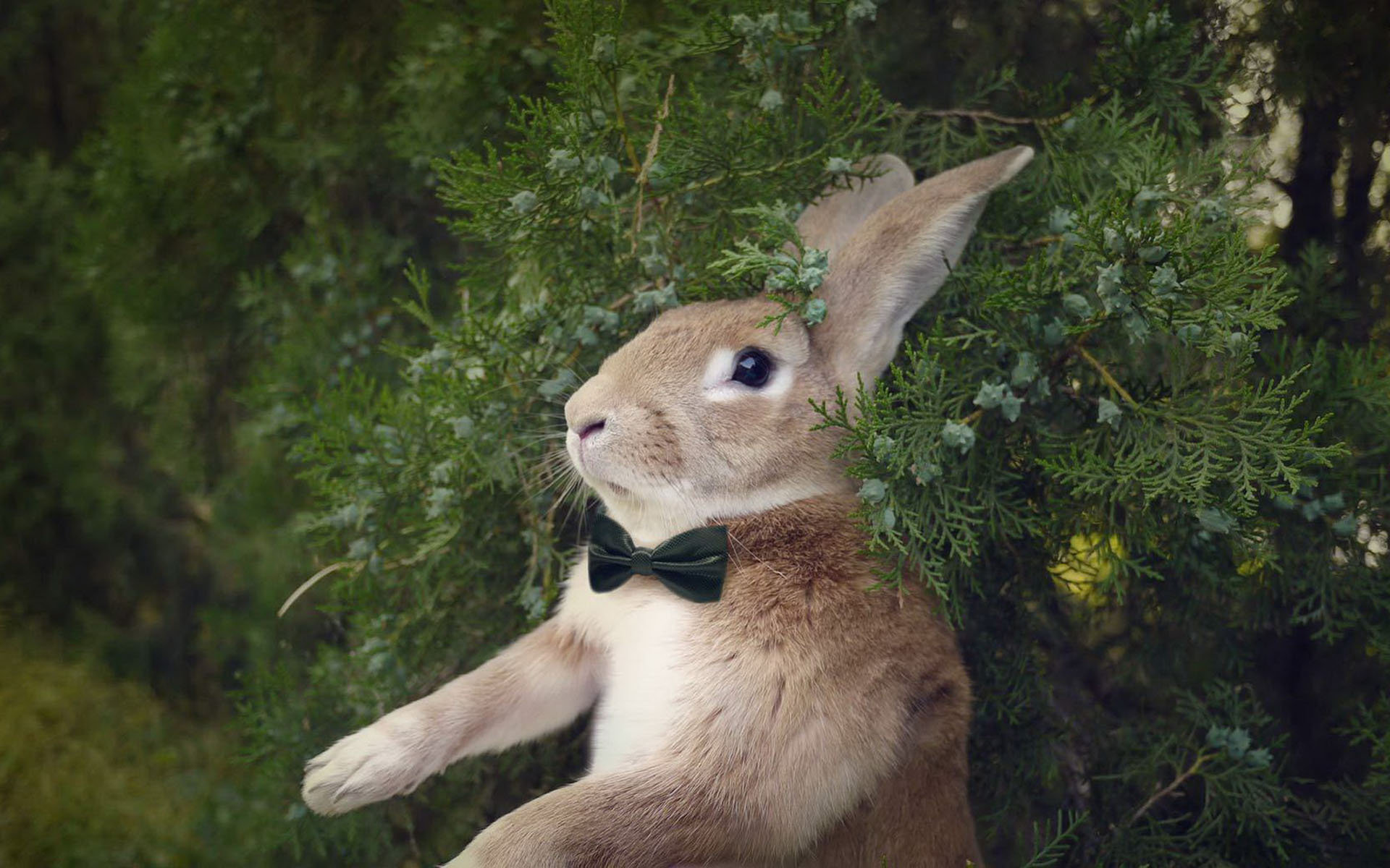 史大力 微博红兔高清动物桌面壁纸 第二集