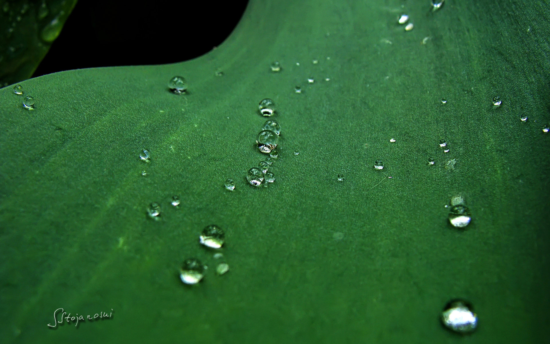 微软pro5高清桌面壁纸,微软桌面壁纸高清 雨滴与露珠(raindropsdewstojanoskislavco)微软最新官方桌面高清壁纸