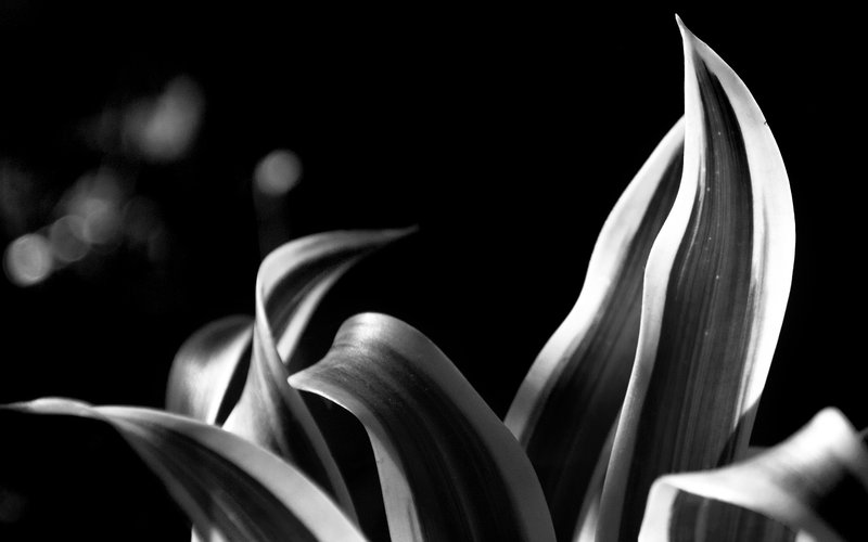 【黑白之美:静态植物摄影宽屏壁纸】高清桌面壁纸壁纸图片大全_太平