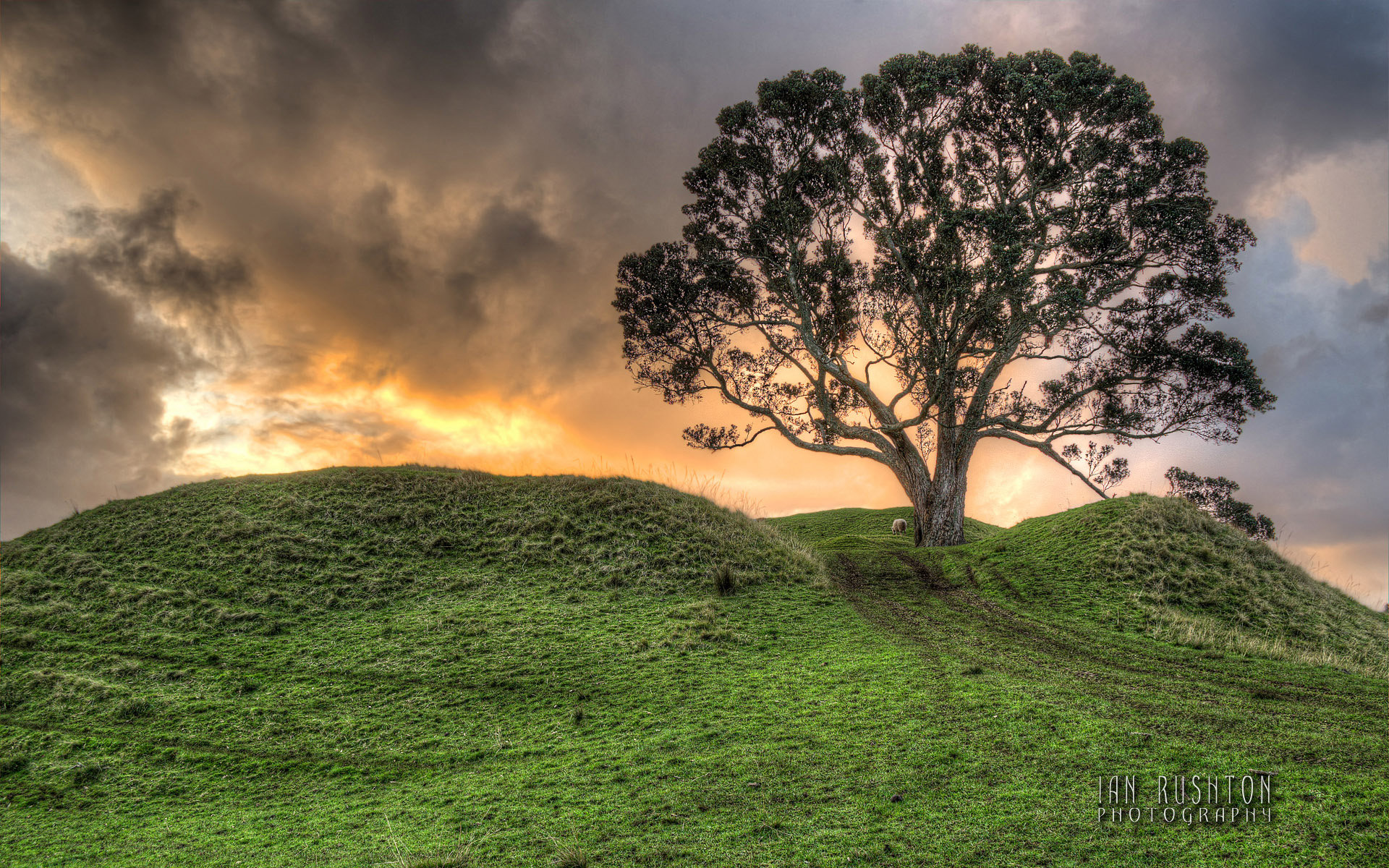 《新西兰美景:一树山》 Win7Win8官方主题高清