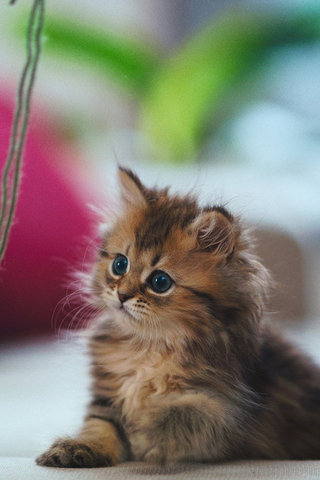超萌小猫高清壁纸