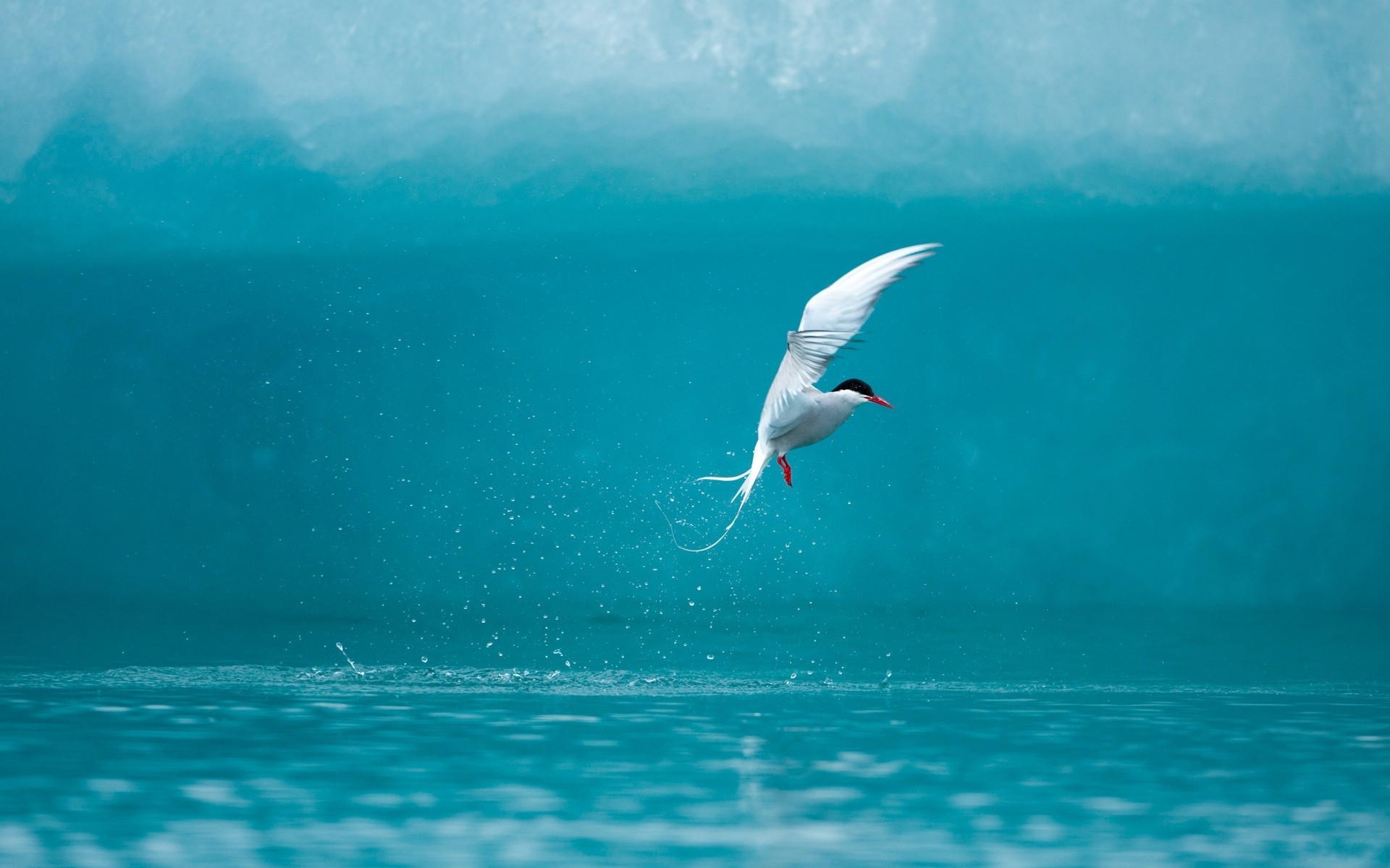大海边自由翱翔的海鸥壁纸