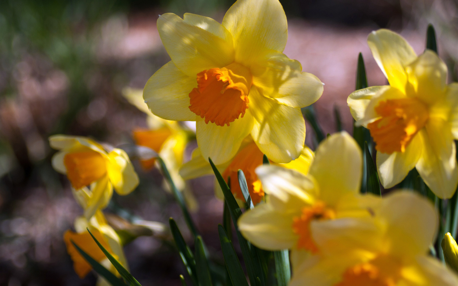 水仙花花语自恋图片壁纸