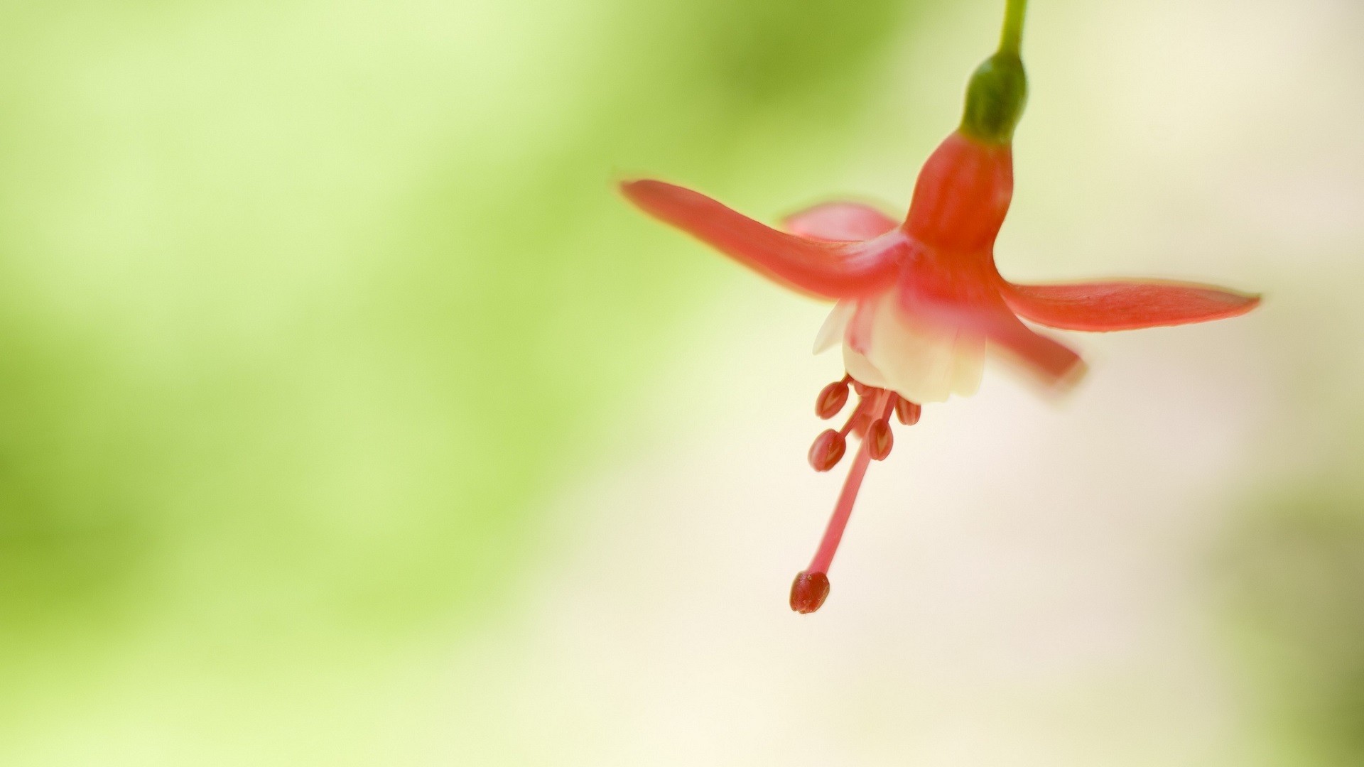 一花一世界:鲜花微距摄影高清桌面壁纸 第三集