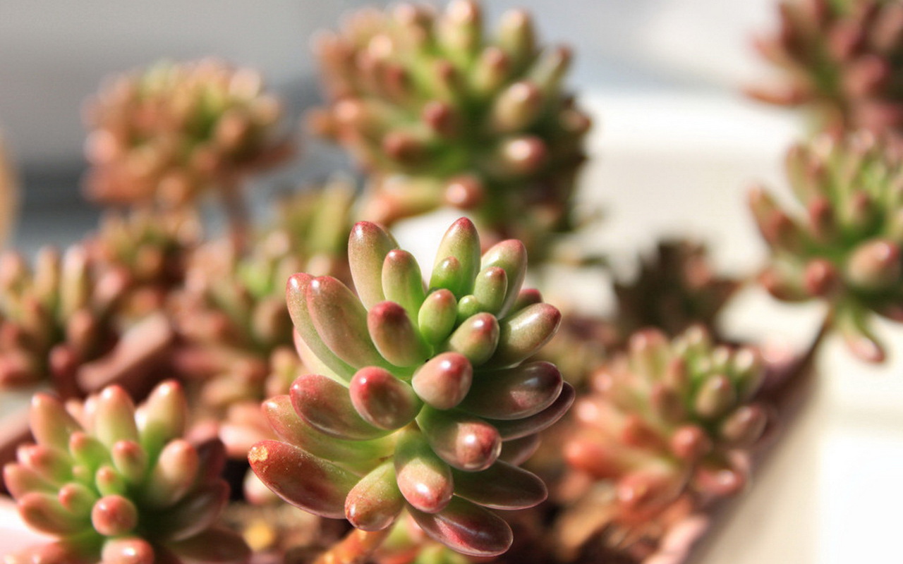 肉植物特写桌面壁纸】高清"多肉植物特写桌面壁纸.