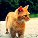 可爱的小花猫高清iPadmini2平板壁纸 可爱的小花猫高清iPadmini2平板壁纸