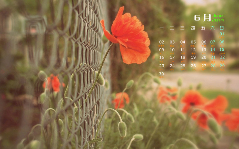 桌面壁纸 你好6月:2014年花卉植物唯美月历高清壁纸图片