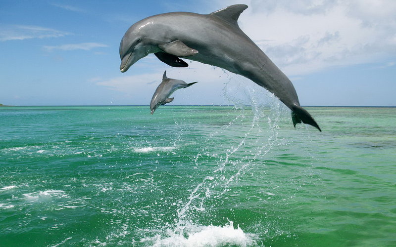 【乖巧可爱的海豚图片壁纸】高清桌面壁纸壁纸