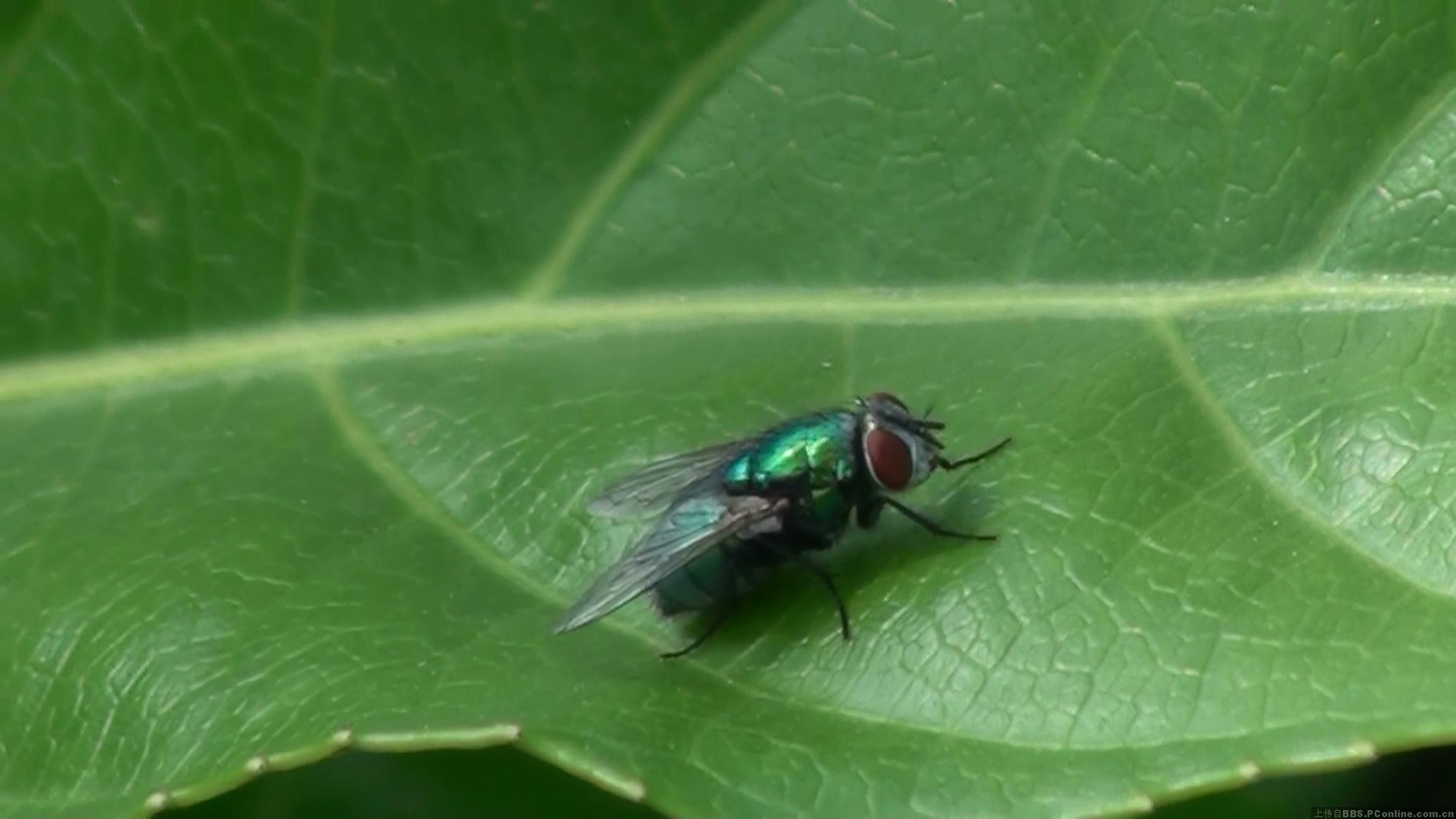 绿头苍蝇_绿头苍蝇高清
