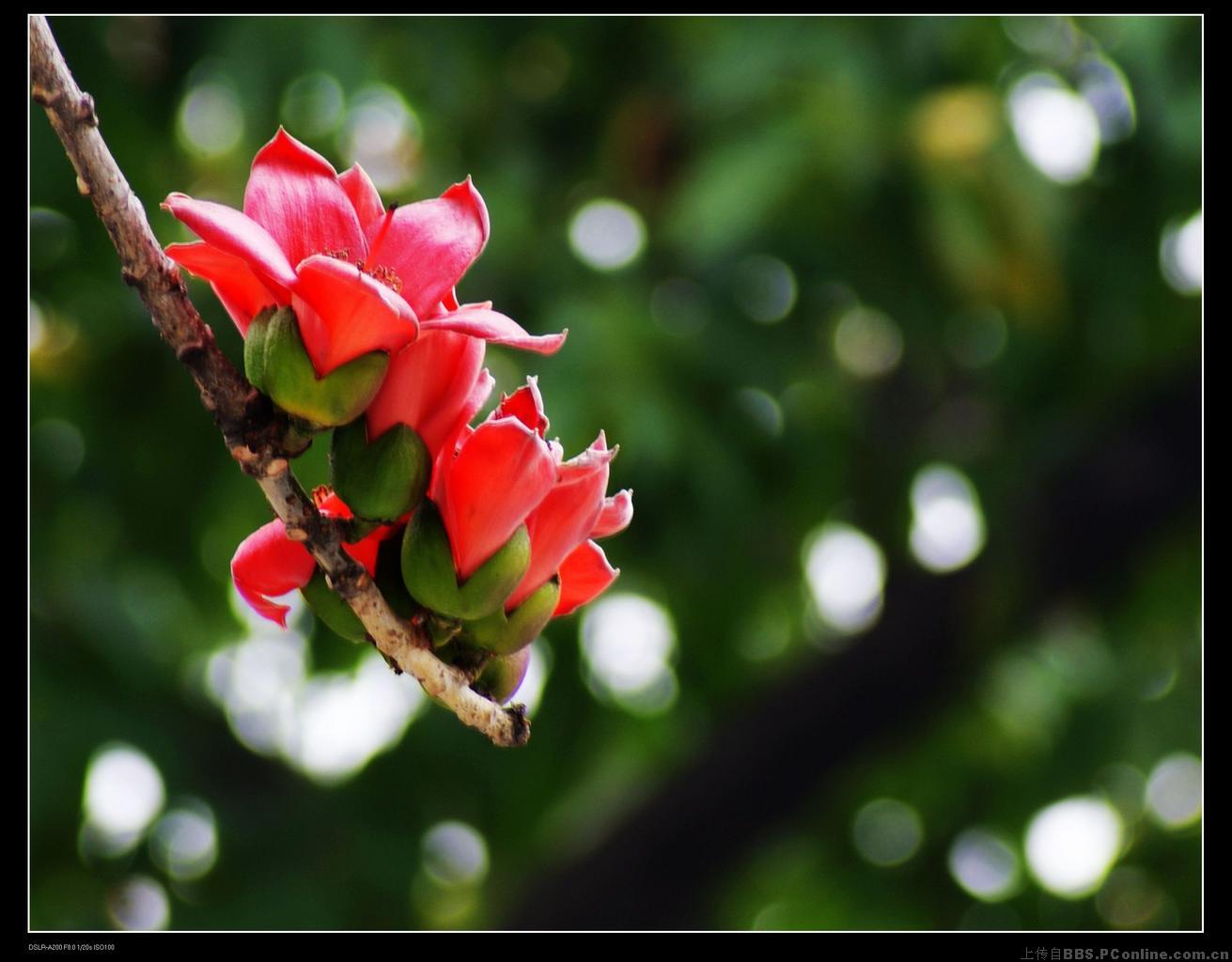 广州市花是什么花(广州市花是什么花名)